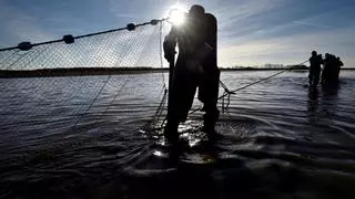 Una campaña clama contra la crueldad en la piscifactorías: "No es normal que un pez agonice una hora en hielo antes de morir"