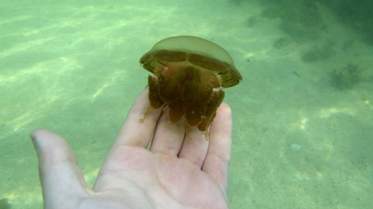 Un turista sostiene una de las curiosas medusas del lago de Kabakan, en la isla de Borneo.