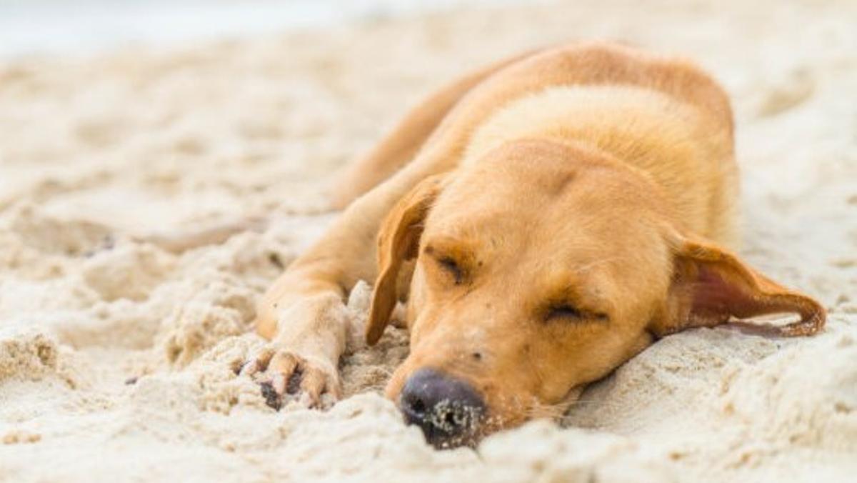 Un perro tumbado en una playa. Un perro tumbado en una playa.