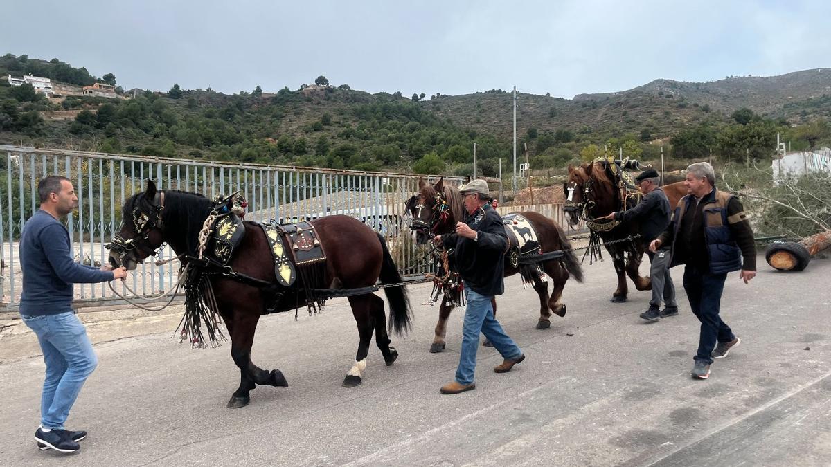 Revive la popular 'Baixà del pi' de la Vall d'Uixó