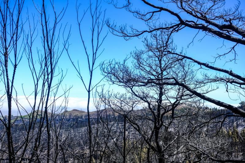 Consecuencias del incendio: De Valleseco a Artenar