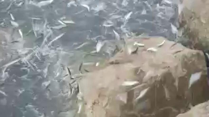 'Ataque de histeria' de peces en Málaga