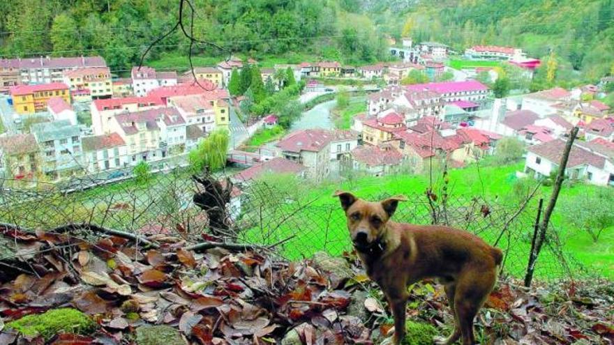 más lobos. El perro que posa con Belmonte y el Pigüeña al fondo no es uno de ellos, pero los habrá en un cercado que se construye para enseñar lobos en semilibertad. / luisma murias