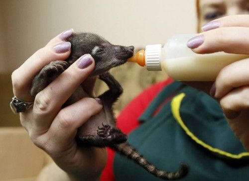 An employee feeds a one-week-old coati cub with a bottle of milk at the Royev Ruchey zoo in the suburbs of Krasnoyarsk