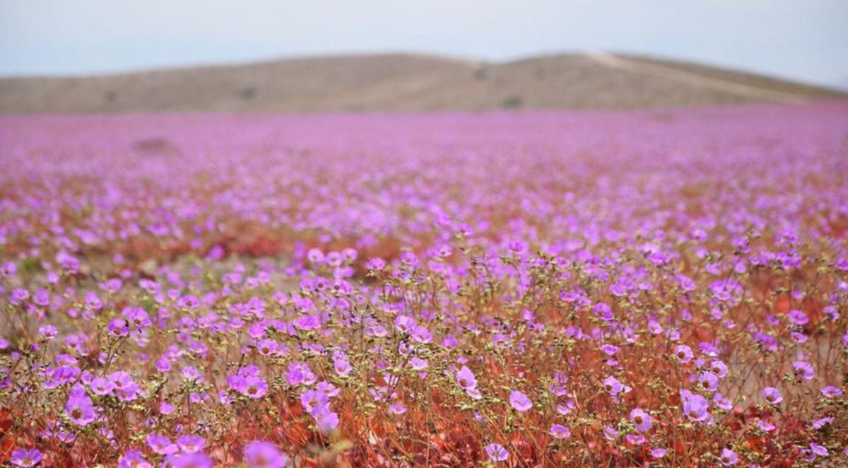 Desierto de Atacama en flor, en Chile. | L.O.