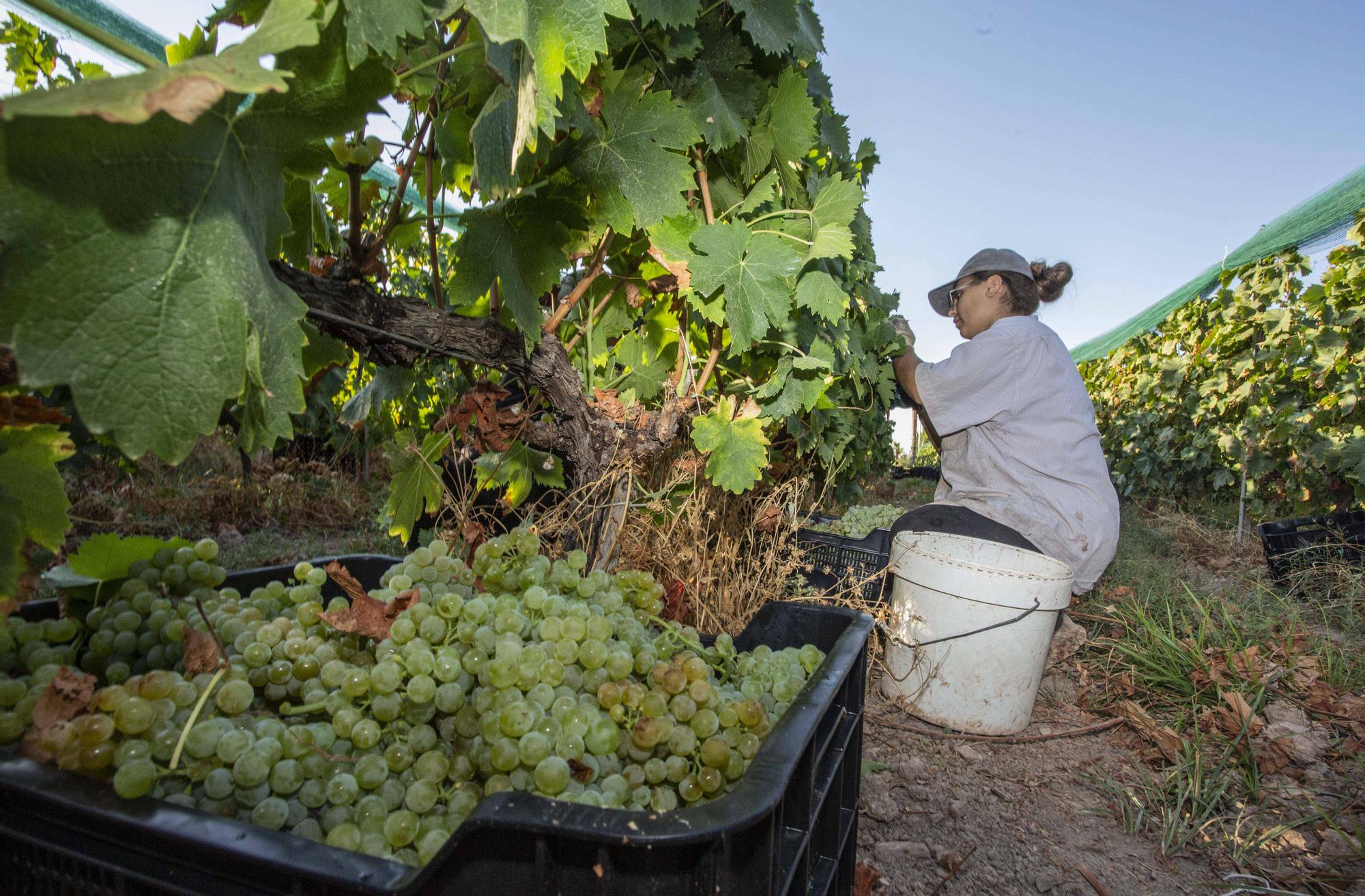 La campaña más precoz del vino alicantino dejará 1,4 millones de litros menos de producción