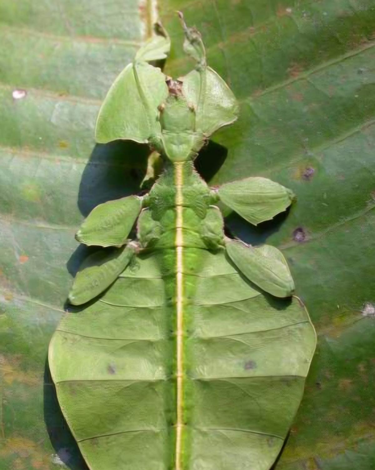 Un insecto hoja.