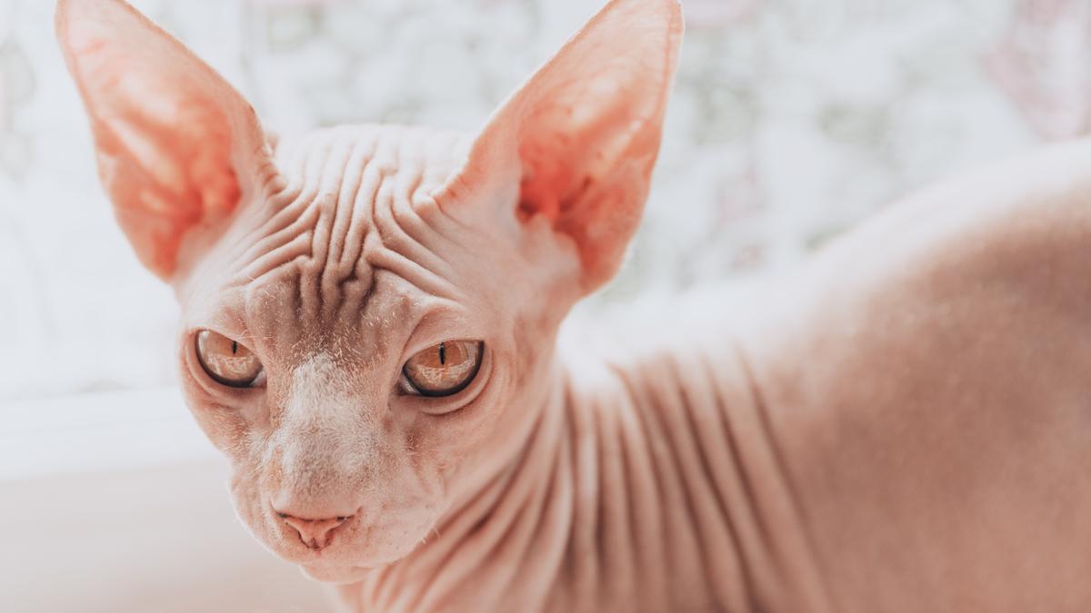 Mira qué curioso! Descubre la raza de gato Sphynx, el gato sin pelo de moda