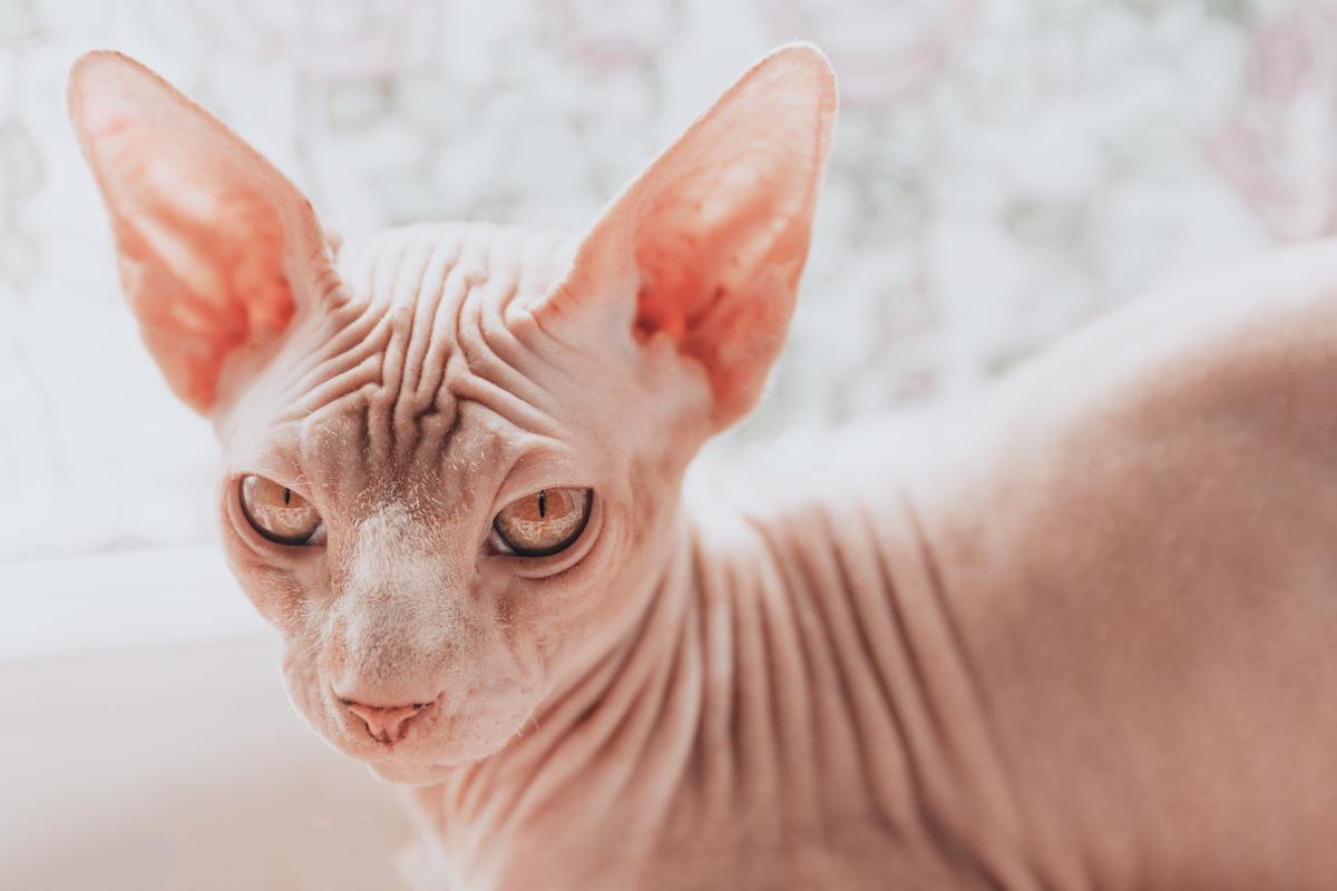 ¿Quieres un gato sin pelo? Sumérgete en el mundo de los gatos Sphynx y descubre cómo tener uno en tu vida