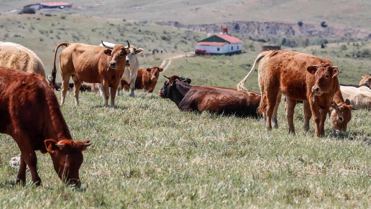 Vacas en un campo extremeño.