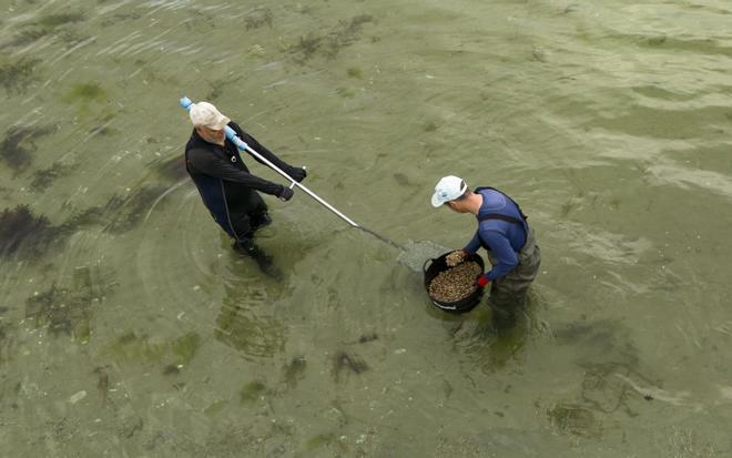 Masiva siembra de almeja en la ría de Vigo