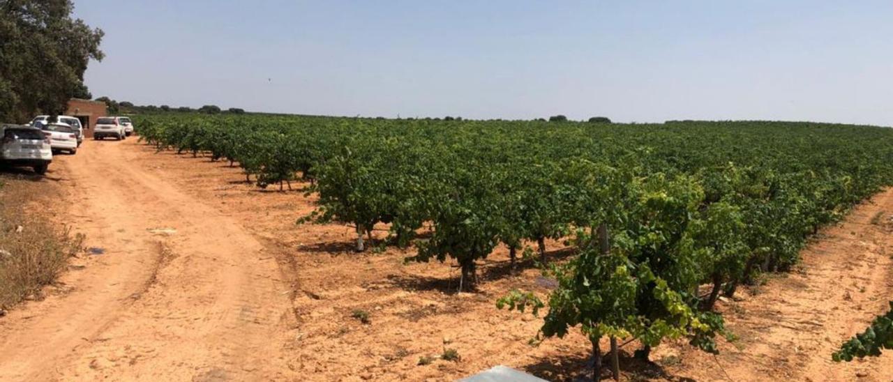 Vehículos del operativo en una de las fincas inspeccionadas por la Comisaría de Aguas. | CHJ