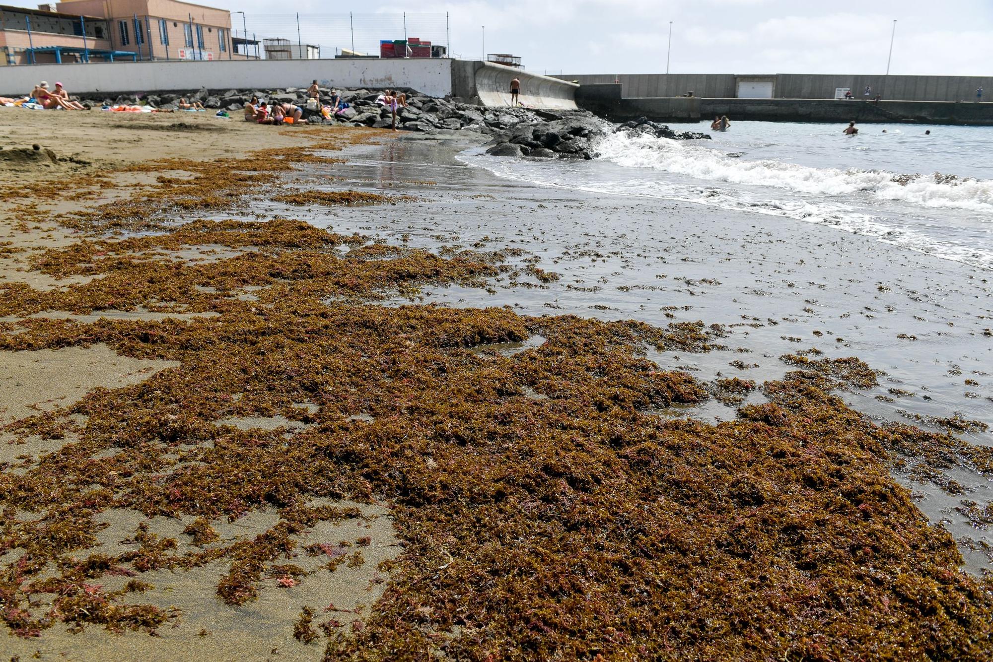 Algas japonesas en San Cristóbal