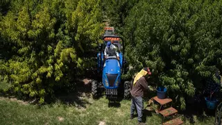 La Generalitat reforzará las inspecciones en el campo tras la muerte por calor de un temporero en Lleida