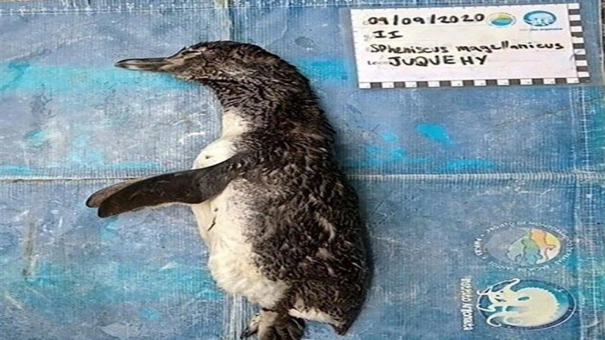 Descubren a un pingüino muerto en Brasil por ingerir una mascarilla N95