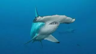 Los tiburones martillo aparecen en las playas de Canarias