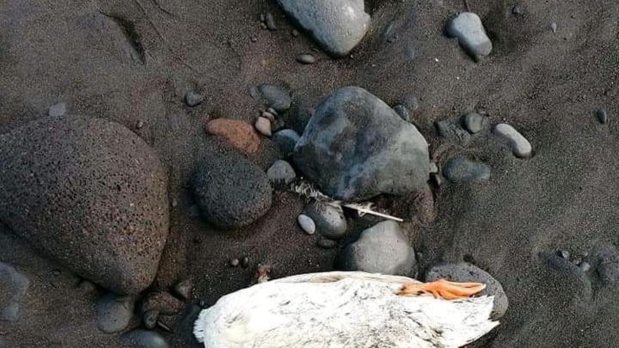 Hallan un pato decapitado en un playa de Güímar