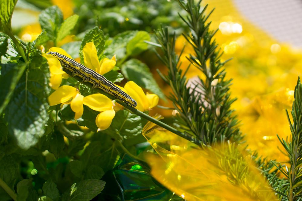 Mercat de les herbes de la ratafia de Santa Coloma de Farners