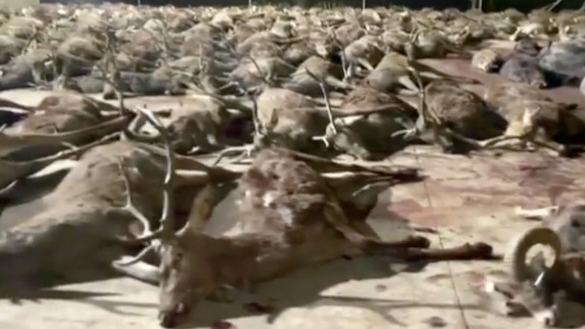 Estas imágenes muestran más de 400 animales muertos desata la polémica entre cazadores y ecologistas