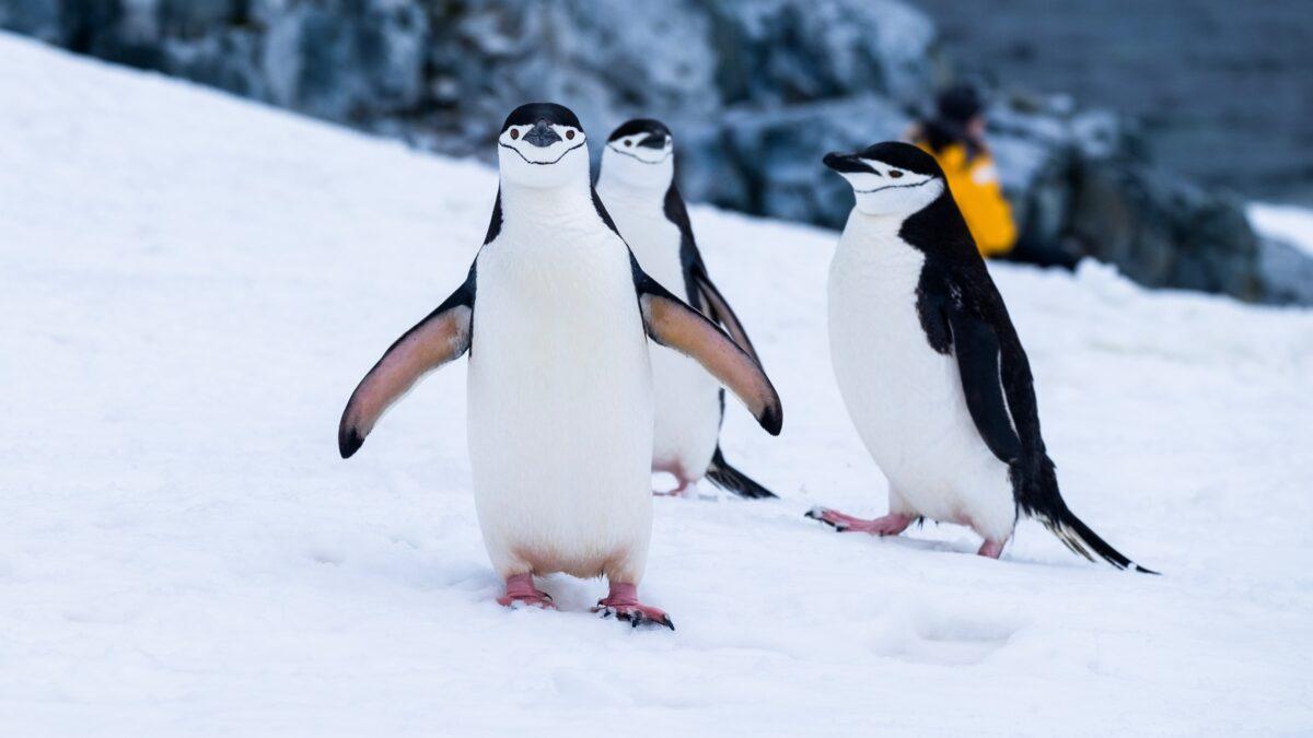 Científicos españoles hallan altos niveles de mercurio en las plumas de los pingüinos de la Antártida