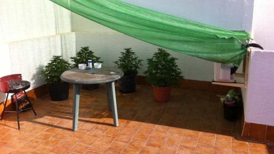 Incautan en una terraza 5 plantas de marihuana