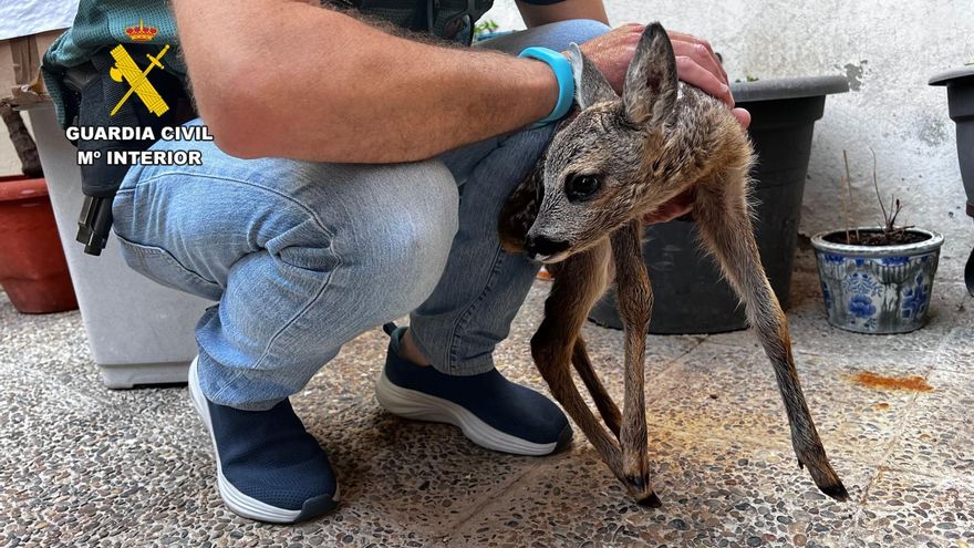Rescatan a una cría de corzo de pocos días de vida de un domicilio en Zaragoza