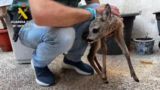 Rescatan a una cría de corzo de pocos días de vida de un domicilio en Zaragoza