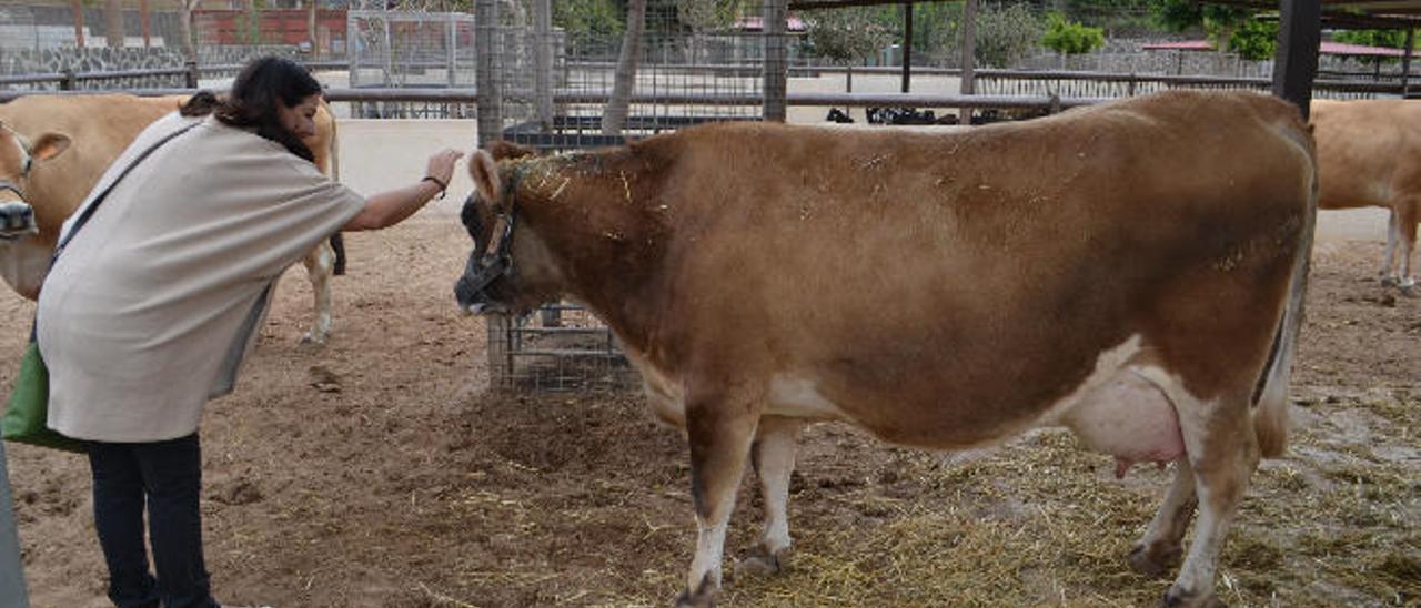 Un cliente del hotel Princesa Yaiza acaricia a una vaca de raza Jersey durante su visita a Finca Uga.