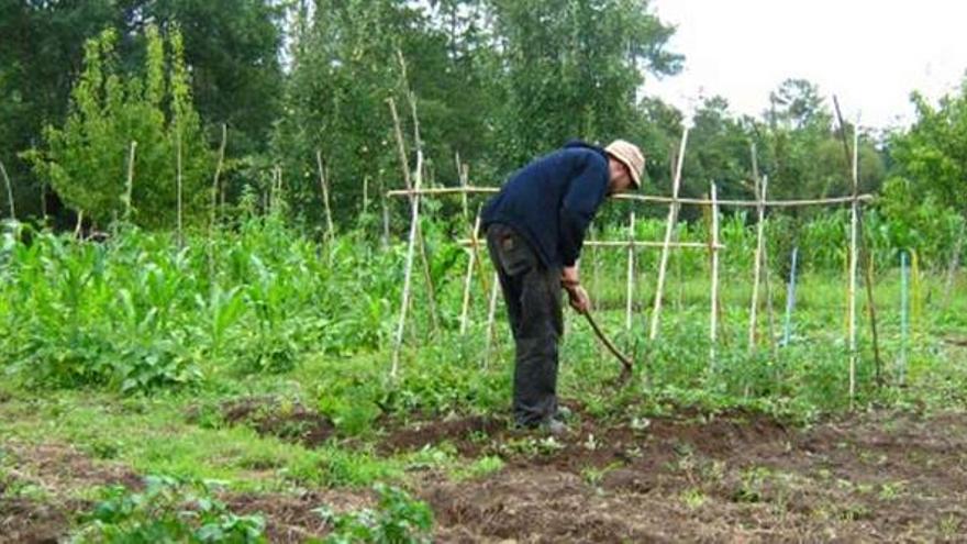 Un agricultor quita la maleza a las hortalizas de su huerta.