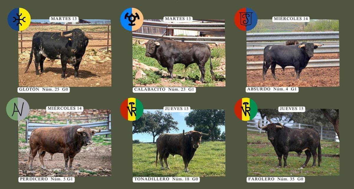Imagen con los seis toros cerriles que completarán los festejos taurinos de las celebraciones patronales de mayo.