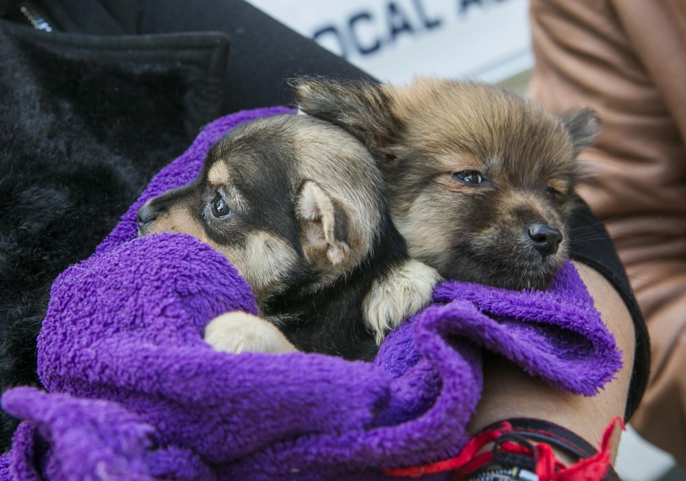 Así están los 56 perros rescatados en una vivienda en Alicante