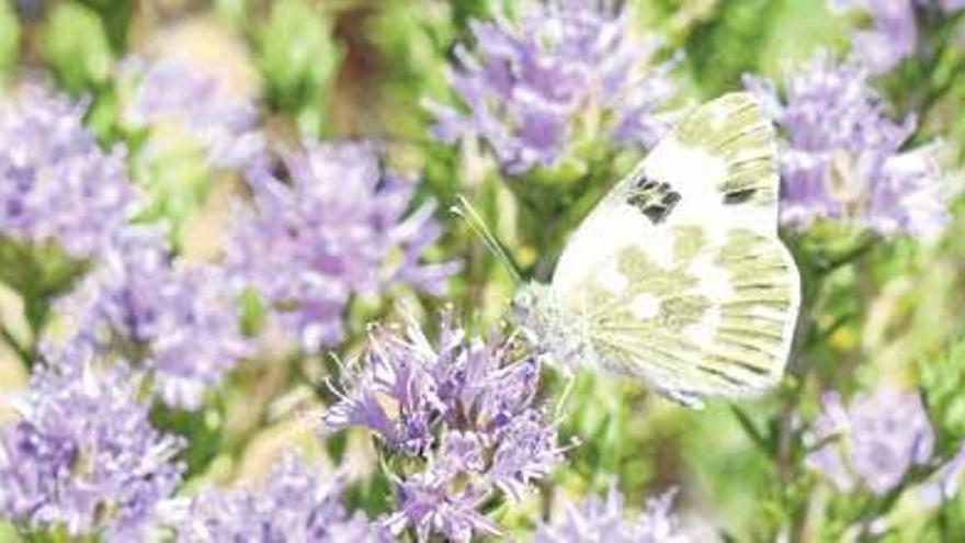 El color violeta atrae a las mariposas