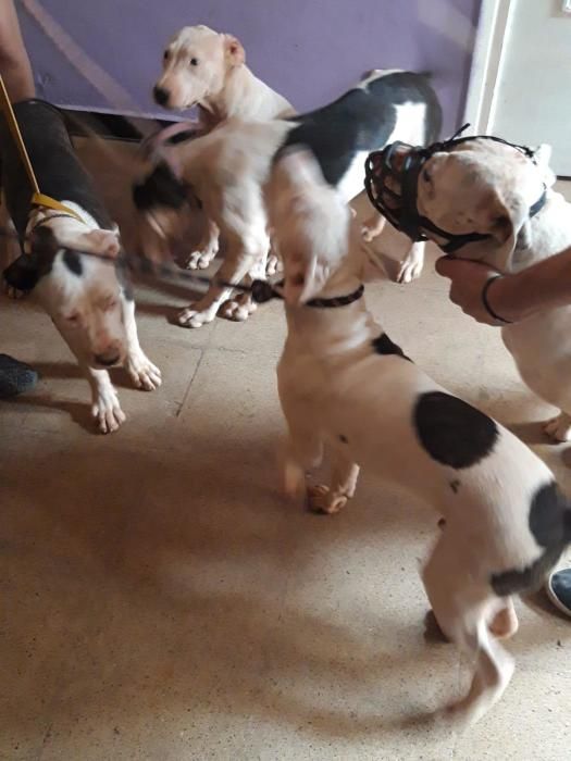 Confisquen sis gossos perillosos a Sant Joan