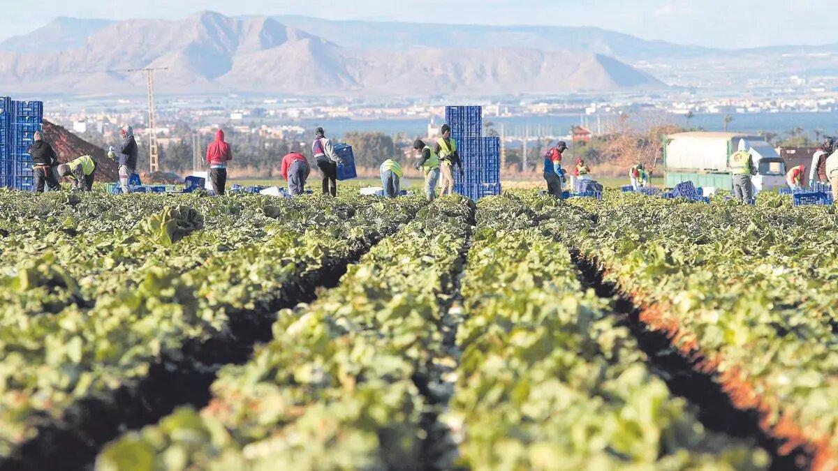 Recolección de lechugas en el entorno del Mar Menor.