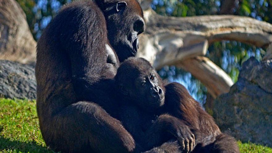 Fin de semana de &quot;conservación y concienciación&quot; en BIOPARC