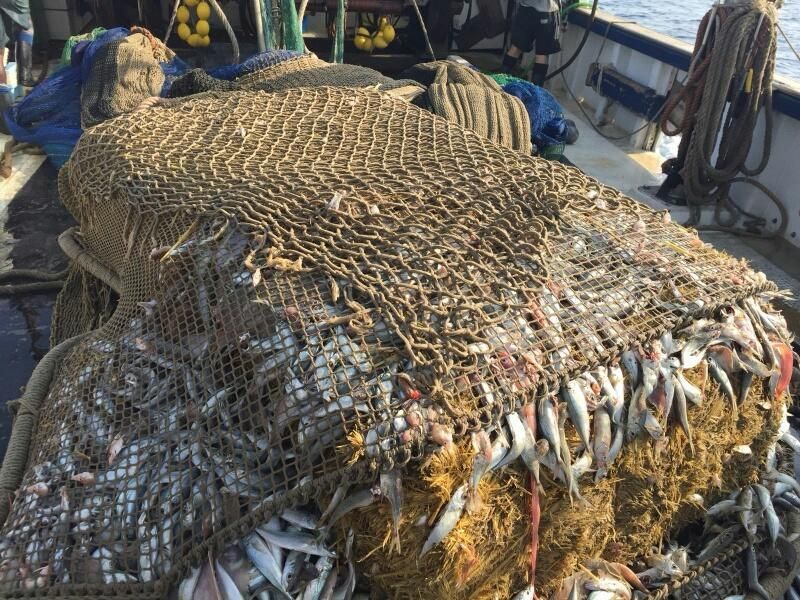 Fischer holen Strohballen aus dem Meer