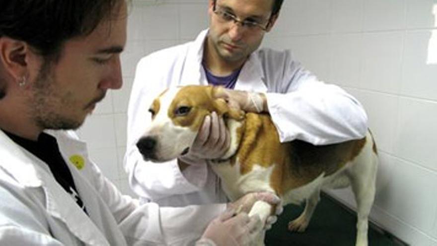 Científicos extremeños desarrollan una vacuna para perros única en el mundo
