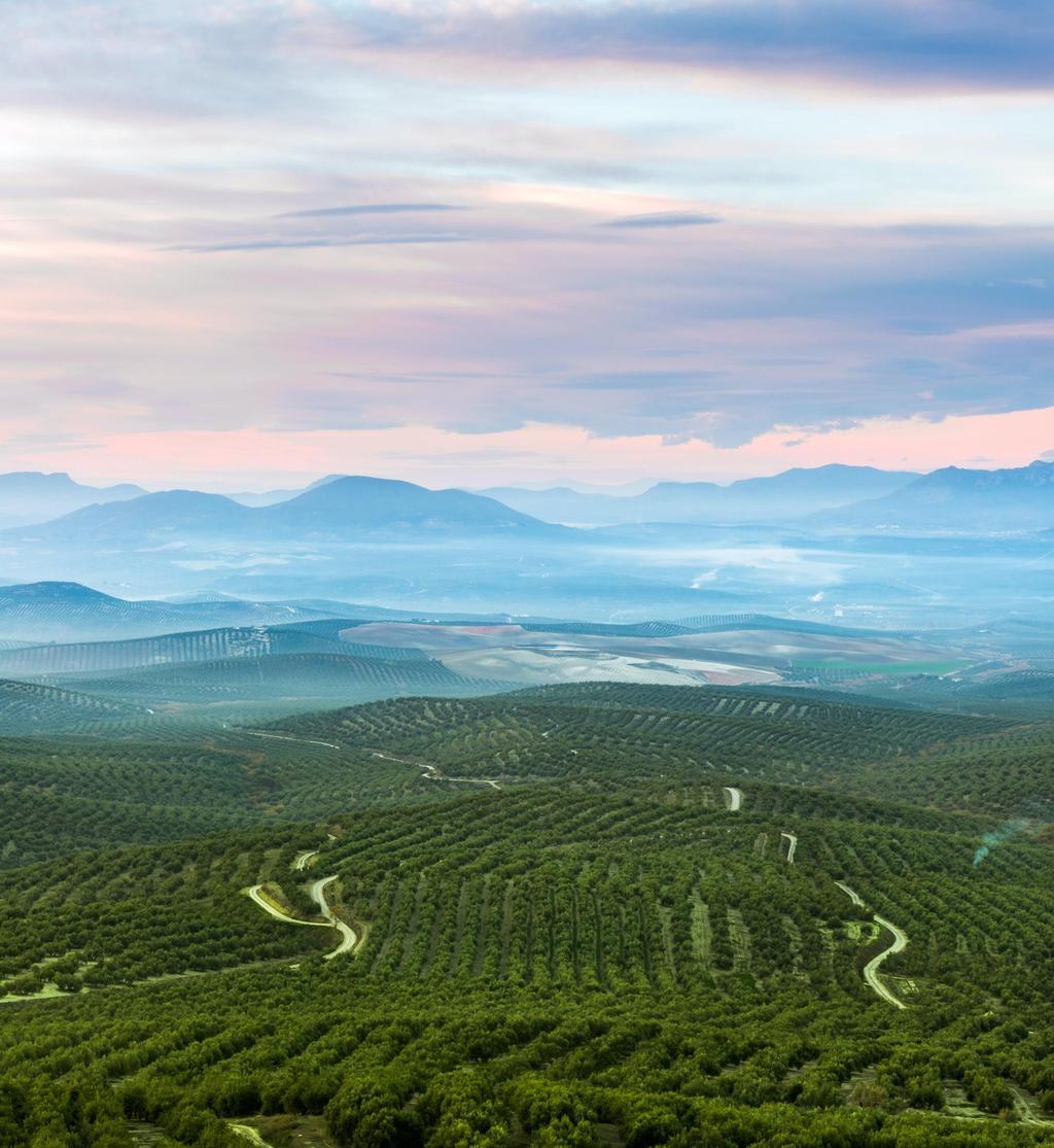 Jaén, mar de olivos milenarios