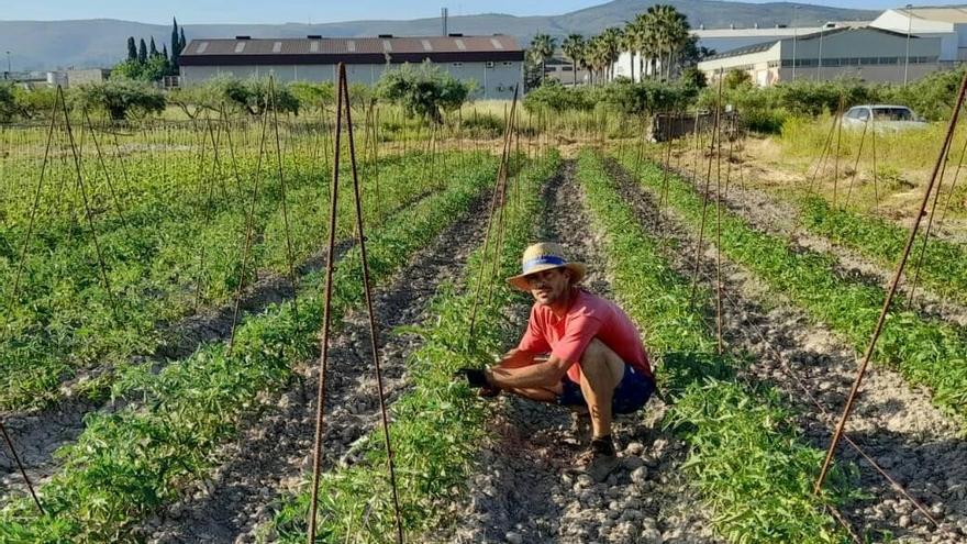 Agricultor en un campo de hortalizas de Valencia.