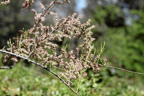 In Ariant blühen die mediterranen Pflanzen um die Wette. In dem von Heidi Gildemeister entworfenen Garten wird vieles den Launen der Natur und dem Zufall überlassen. Aber nicht alles.