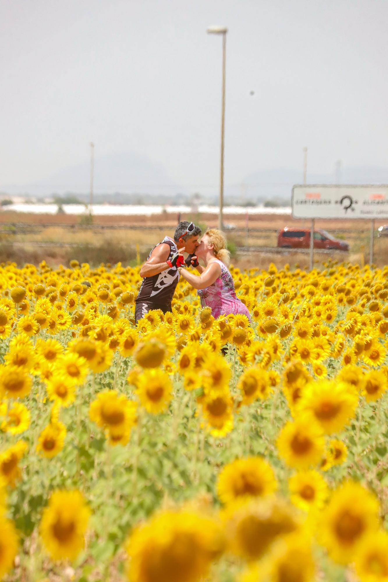 Los espectaculares campos de girasol plantados en Pilar de la Horadada