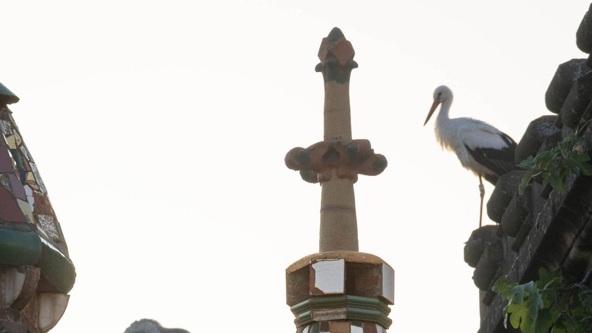 Estol d'un centenar de cigonyes al Baix Berguedà