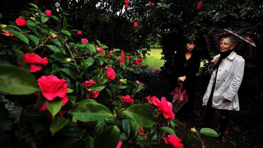 Camelias en el pazo de La Saleta (San Vicente de Nogueira), en Meis.  // Iñaki Abella