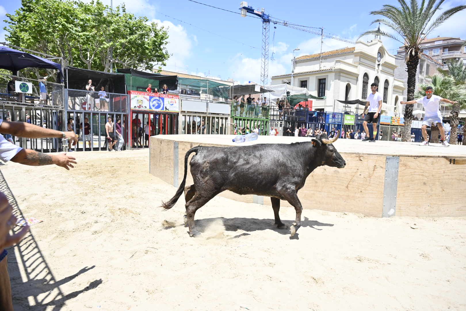 El ‘bou’ toma protagonismo mañana, tarde y noche en el Grau en fiestas