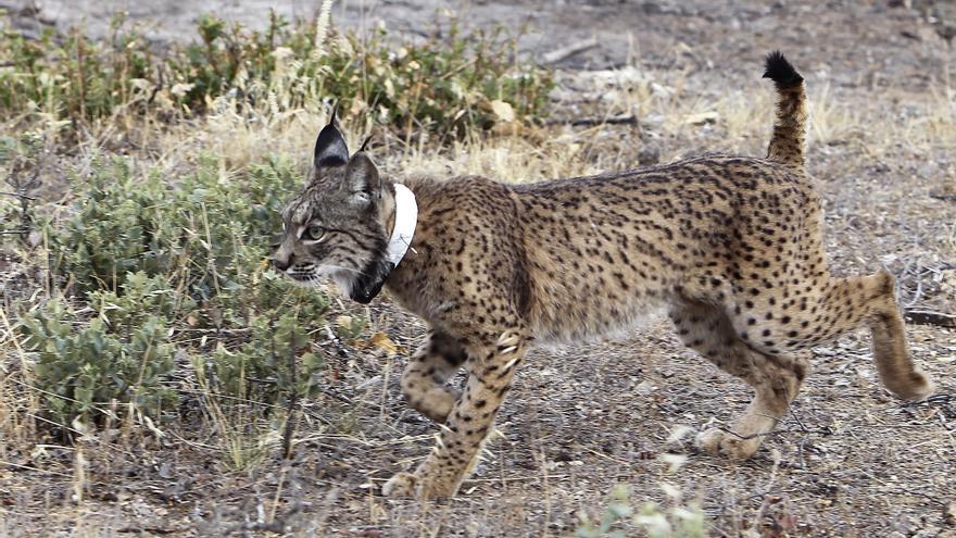 Segorbe y Altura ven la reintroducción del lince como un revulsivo turístico