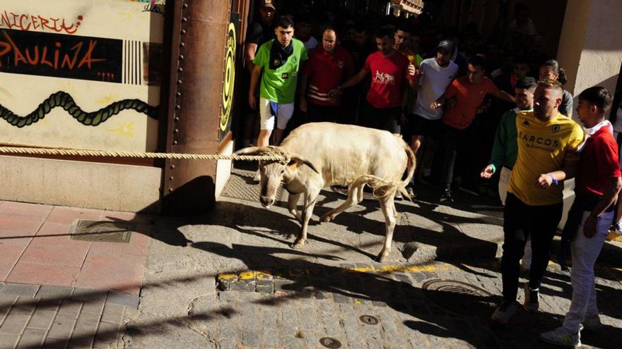 El Torito del Alba de 2024, «Cuerva», en la calle La Rúa.