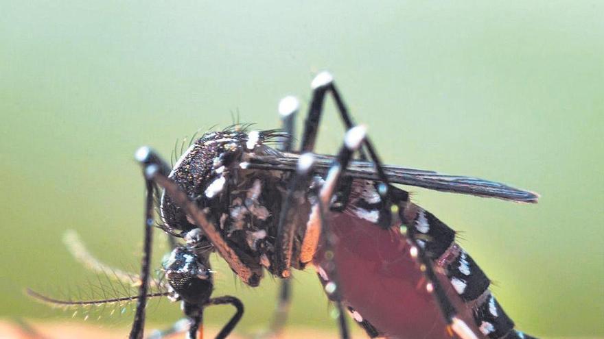 Inspectores del Sergas recorrerán los concellos para que refuercen los controles sobre el mosquito tigre