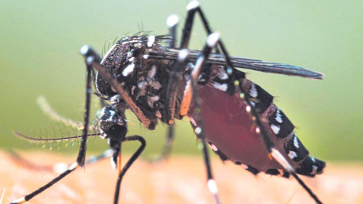 Un mosquito tigre.