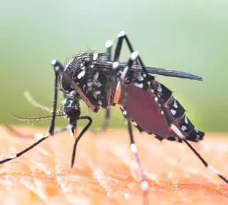 Inspectores de Sanidade recorrerán los concellos para que refuercen los controles sobre el mosquito tigre