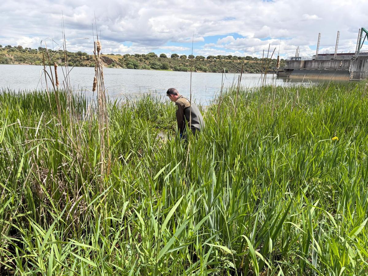 Un Agente Medioambiental se adentra en la zona del río para rescatar al lobo muerto